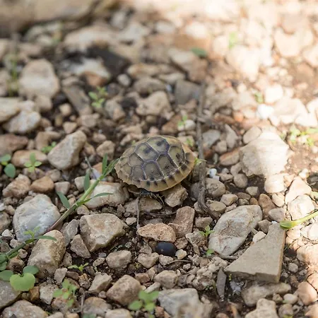 Ante Tonci Apartamento *